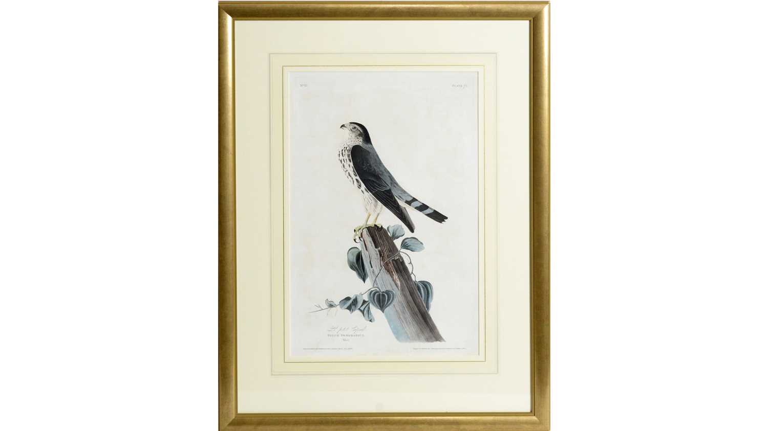 Lot 768 - John James Audubon - Le Petit Caporal, engraving