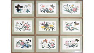 Lot 654 - Qing Chinese School - Nine Studies of Insects and Flora | watercolour