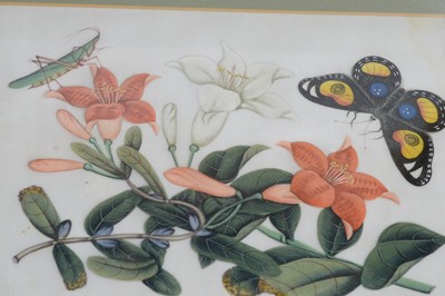 Lot 654 - Qing Chinese School - Nine Studies of Insects and Flora | watercolour
