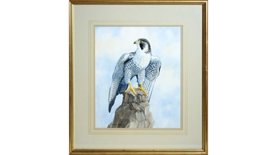 Lot 72 - Margery Stephenson - Peregrine Falcon | watercolour