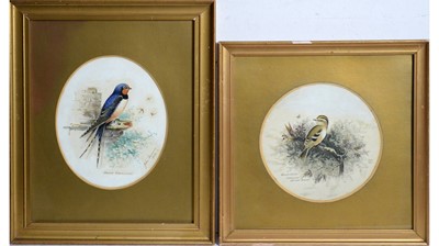 Lot 67 - John Duncan - Barn Swallow, and Gold-Crest | watercolour