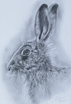 Lot 749 - Darcey Trace - Portrait of a Hare | pencil drawing