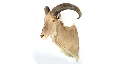 Lot 952 - A taxidermy Barbary Sheep.