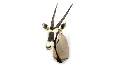 Lot 963 - A taxidermy Gemsbok Oryx.