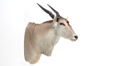 Lot 974 - A taxidermy Common Eland.