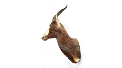 Lot 982 - A taxidermy Blesbok.