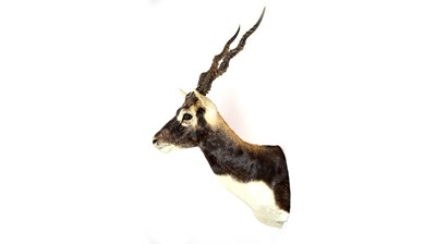 Lot 984 - A taxidermy Indian Blackbuck.