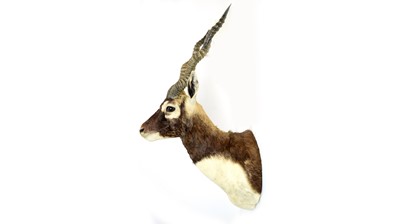 Lot 985 - A taxidermy Indian Blackbuck.