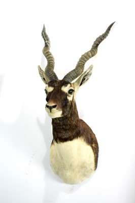 Lot 985 - A taxidermy Indian Blackbuck.