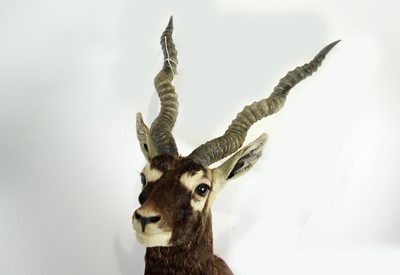 Lot 985 - A taxidermy Indian Blackbuck.