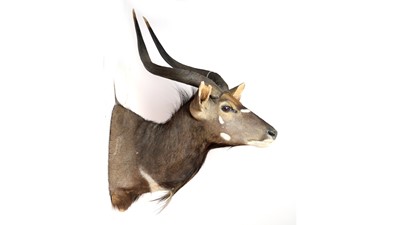 Lot 986 - A taxidermy Nyala.