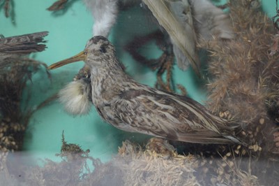 Lot 987 - An ornithological taxidermy diorama.