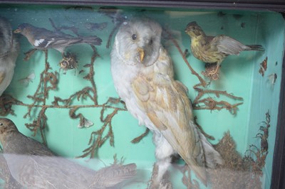 Lot 987 - An ornithological taxidermy diorama.