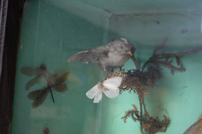Lot 987 - An ornithological taxidermy diorama.