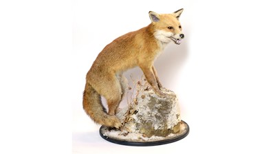 Lot 988 - A taxidermy Red Fox.