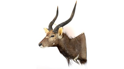 Lot 942 - A taxidermy Nyala.