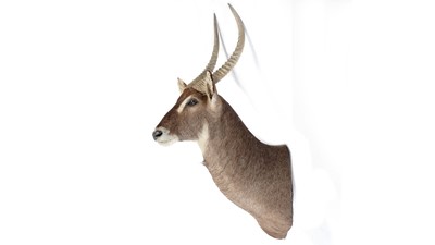 Lot 943 - A taxidermy Waterbuck.