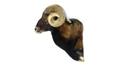 Lot 944 - A taxidermy European Mouflon.