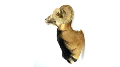 Lot 945 - A taxidermy European Mouflon.