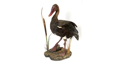 Lot 947 - A taxidermy Spur-Winged Goose.