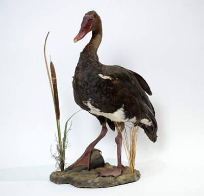 Lot 947 - A taxidermy Spur-Winged Goose.