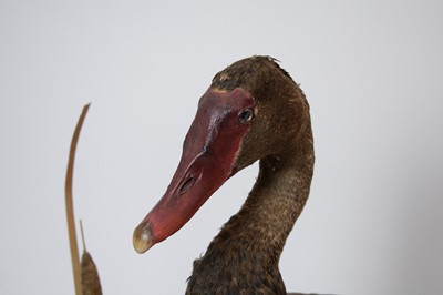 Lot 947 - A taxidermy Spur-Winged Goose.