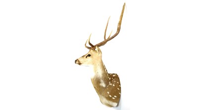 Lot 948 - A taxidermy Chital or Axis Deer.