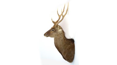 Lot 949 - A taxidermy Sika Deer.