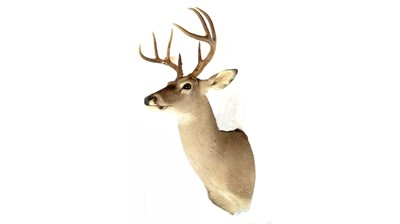 Lot 950 - A taxidermy White Tailed Deer.