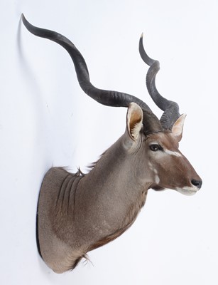 Lot 951 - A taxidermy Cape Greater Kudu.