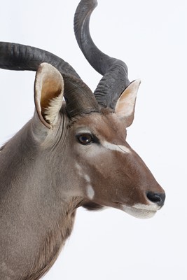 Lot 951 - A taxidermy Cape Greater Kudu.