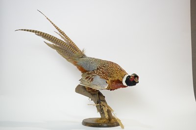 Lot 953 - A taxidermy Ring-necked Pheasant.