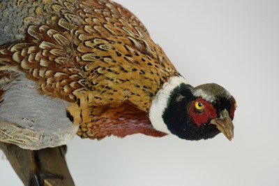 Lot 953 - A taxidermy Ring-necked Pheasant.