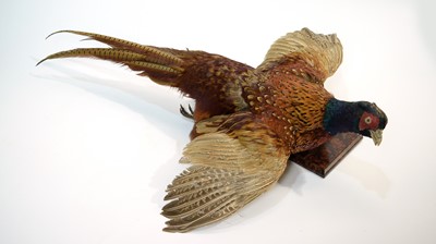 Lot 954 - A taxidermy Ring-necked Pheasant.