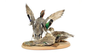 Lot 955 - A taxidermy study of three Eurasian Teal ducks.