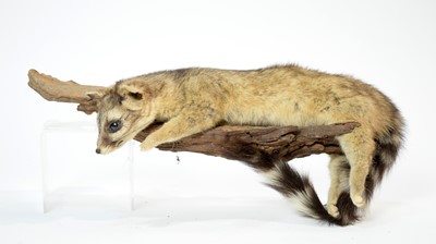 Lot 956 - A taxidermy Ringtail.