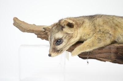 Lot 956 - A taxidermy Ringtail.