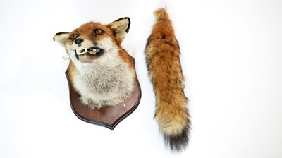 Lot 957 - A taxidermy Red Fox Mask.