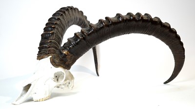 Lot 958 - Taxidermy: Ibex skull with horns.