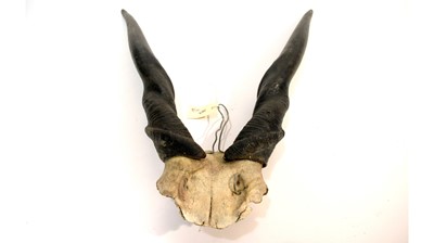Lot 959 - Taxidermy: Eland skull with horns.