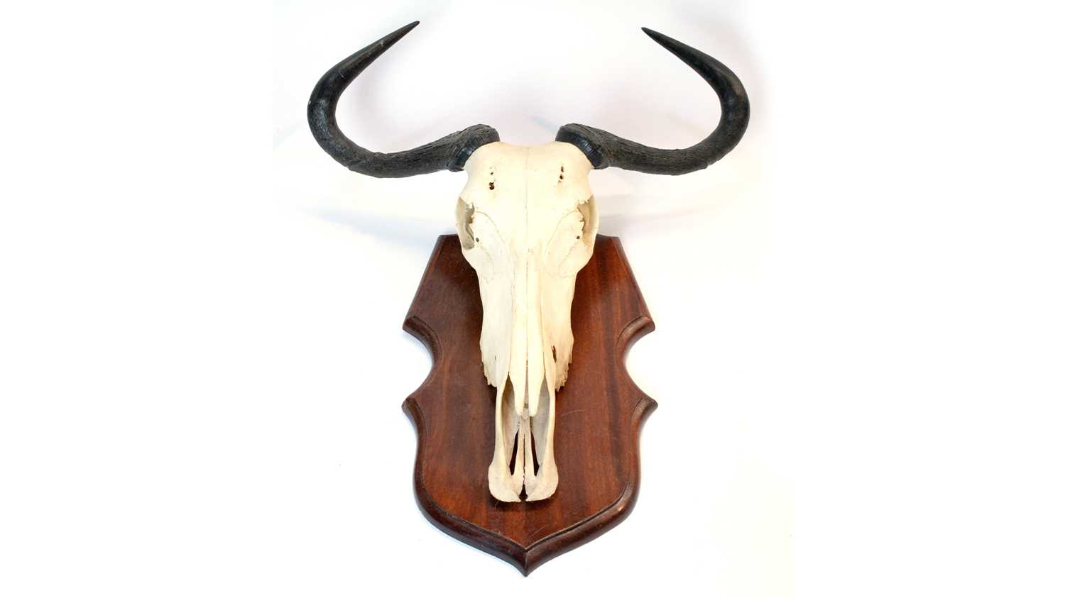 Lot 960 - Taxidermy: Blue Wildebeest skull and horns.