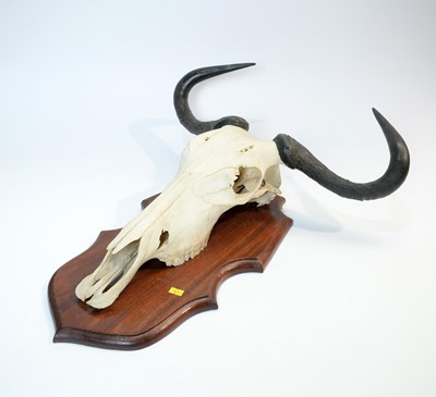 Lot 960 - Taxidermy: Blue Wildebeest skull and horns.