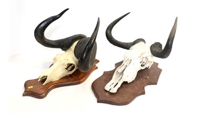 Lot 961 - Taxidermy: two Blue Wildebeest skulls with horns.