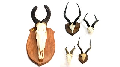 Lot 962 - Taxidermy: African Game Trophy Skulls.