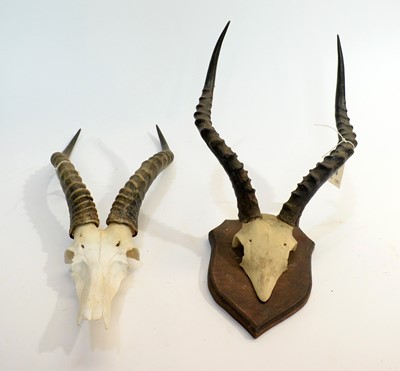 Lot 962 - Taxidermy: African Game Trophy Skulls.