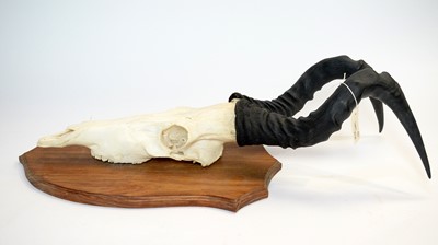 Lot 962 - Taxidermy: African Game Trophy Skulls.