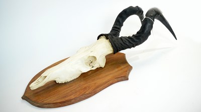 Lot 962 - Taxidermy: African Game Trophy Skulls.