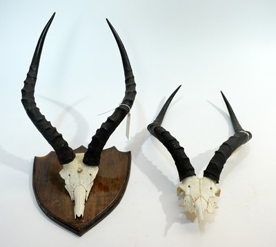 Lot 962 - Taxidermy: African Game Trophy Skulls.