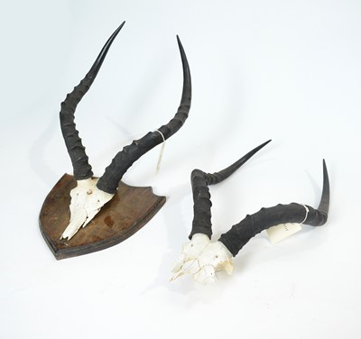 Lot 962 - Taxidermy: African Game Trophy Skulls.