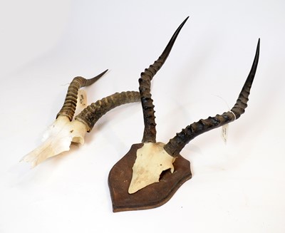 Lot 962 - Taxidermy: African Game Trophy Skulls.